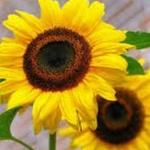 Meet your Posher, Amelia